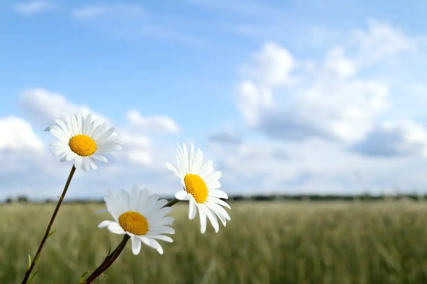 Three daisies