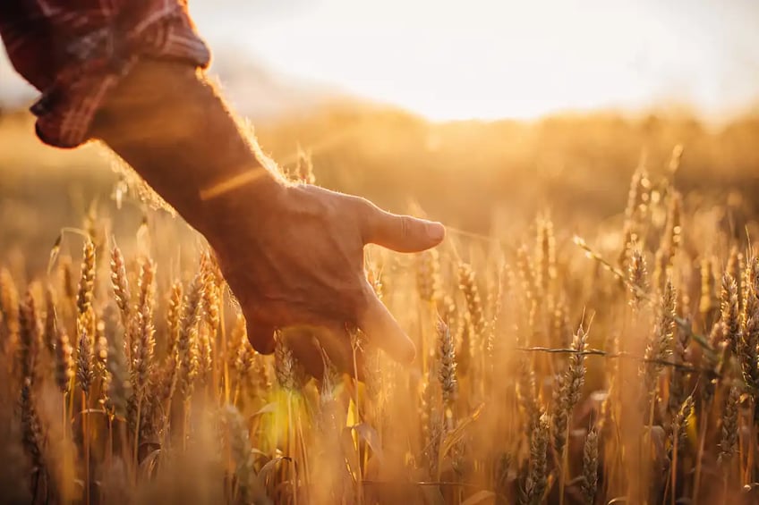 Hand stroking ripe wheat